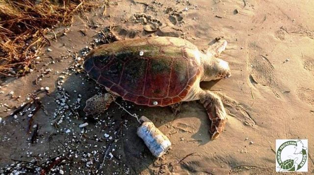 Απίστευτη κτηνωδία: Έδεσαν μπουκάλι με τσιμέντο σε καρέτα-καρέτα για να πεθάνει αργά