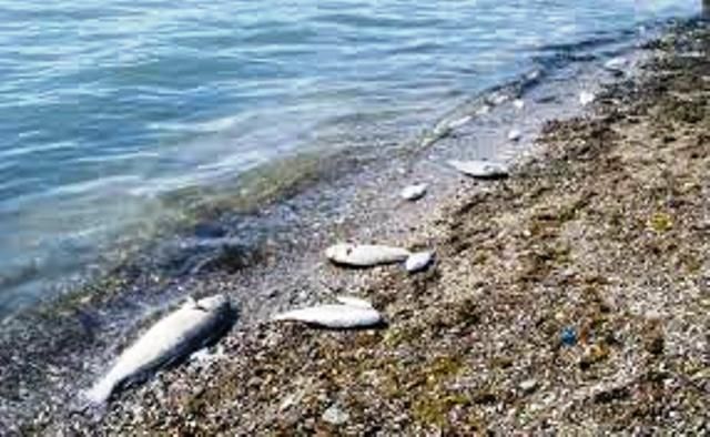 Νεκρά ψάρια στην παραλία της Γλυφάδας