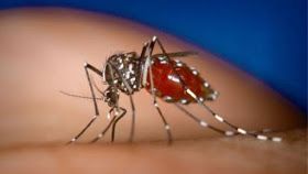 Ιατρικός Σύλλογος: Εγκληματική ολιγωρία της Περιφέρειας στην καταπολέμηση των κουνουπιών