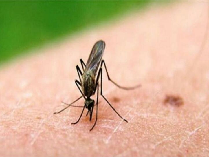 Τα κουνούπια και τα κρούσματα του δυτικού Νείλου-Μύθοι, Αλήθειες και προτάσεις βελτίωσης (Δημήτρης Κωβαίος)