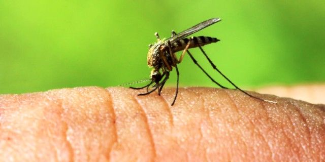Κουνούπια Culex: Αυτά ευθύνονται για τον ιό του Δυτικού Νείλου