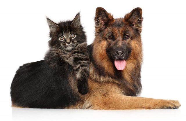 Τι πρέπει να κάνετε στον σκύλο ή στην γάτα σας μέχρι τον Μάρτιο - Ο νέος νόμος για τους ιδιοκτήτες ζώων συντροφιάς