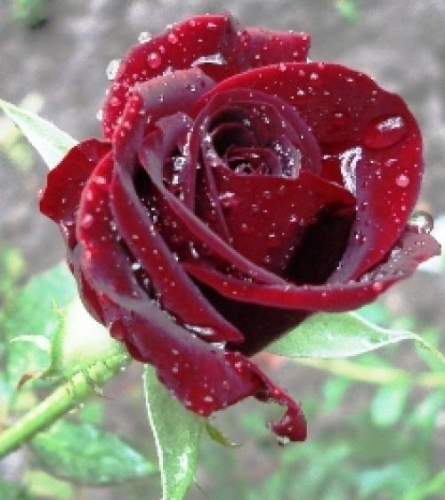 Πρέπει να συσκεφθούν για να αποφασίσουν το αυτονόητο;