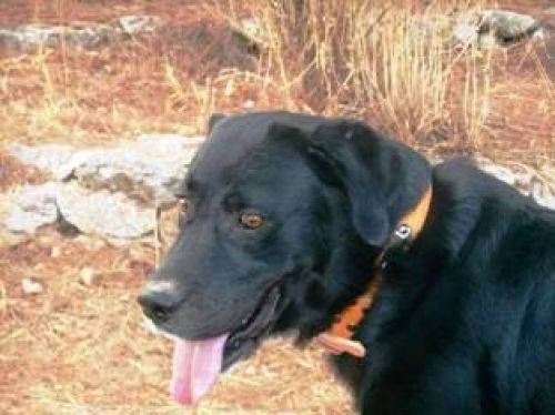 Τον θυμάστε τον Manucho; Την έκανε πάλι, το έσκασε...