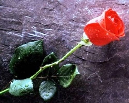 Μπορείς να κόψεις όλα τα λουλούδια, αλλά δεν μπορείς να εμποδίσεις την Άνοιξη να ρθει