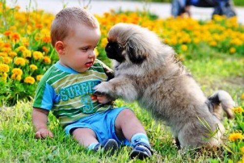 ΝΟΜΟΘΕΣΙΑ: ΥΠΟΧΡΕΩΣΕΙΣ ΙΔΙΟΚΤΗΤΩΝ ΔΕΣΠΟΖΟΜΕΝΟΥ ΖΩΟΥ ΣΥΝΤΡΟΦΙΑΣ (ΙΣΧΥΕΙ ΓΙΑ ΤΑ ΚΥΝΗΓΟΣΚΥΛΑ)