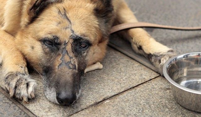 Στη δημοσιότητα τα στοιχεία της ντροπής για την κακοποίηση ζώων στην Ελλάδα