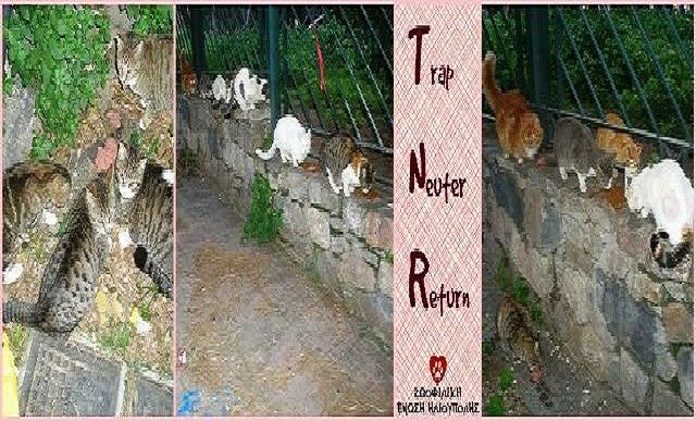 Θέλεις να σώσεις 6 γατάκια; Πρόσφερε ΜΙΑ στείρωση!