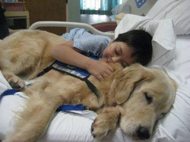Εκπαίδευση στην Α.Α.Τ (Animal Assisted Therapy) Τα Ζώα ως Βοηθοί