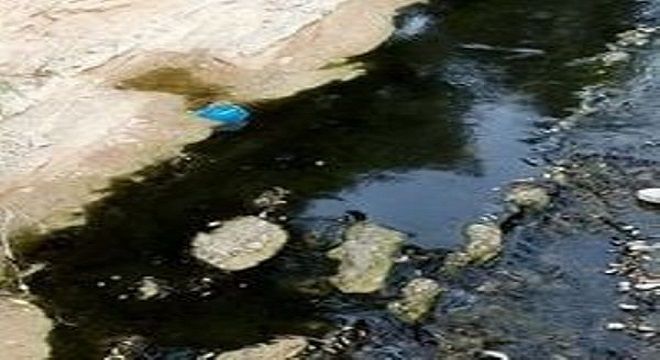 Δίκτυο Πολιτών για τη διάσωση του ρέματος της Πικροδάφνης: Ρύπανση από πετρέλαιο στο ρέμα της Πικροδάφνης.