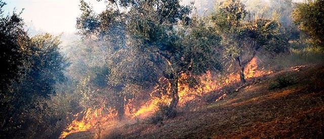 Μανιφέστο αναρχικών: Μετά τα Εξάρχεια αναλαμβάνουμε και την δασοπροστασία