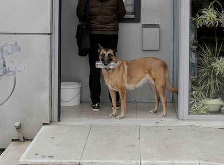 Χάδι για τα ζώα, χαστούκι για τους ασυνείδητους ιδιοκτήτες