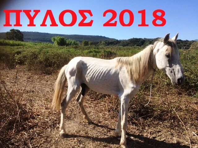 Η μεγαλύτερη κακοποίηση  ιππποειδών στο ομορφότερο άκρο της Πελοποννήσου.