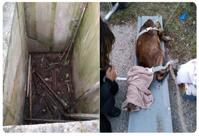 Η πυροσβεστική έσωσε ελάφι ύστερα από πτώση του σε όρυγμα στα Άνω Λιόσια.