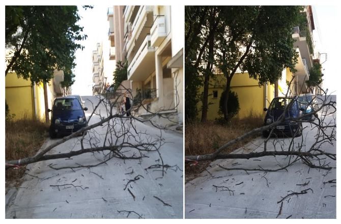 Πτώση δέντρου στην Αγία Μαρίνα