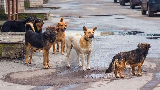 Καταφύγια αδέσποτων ζώων: Παράταση έως 31/12 για του Δήμους