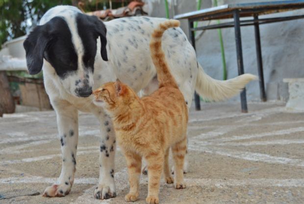 Αυτό είναι το έντυπο βεβαίωσης μετακίνησης για σίτιση αδέσποτων ζώων