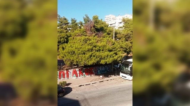 Εγκυμονούν κινδύνους τα ακλάδευτα πεύκα στον περίβολο του Γυμνασίου Δάφνης -Υμηττού