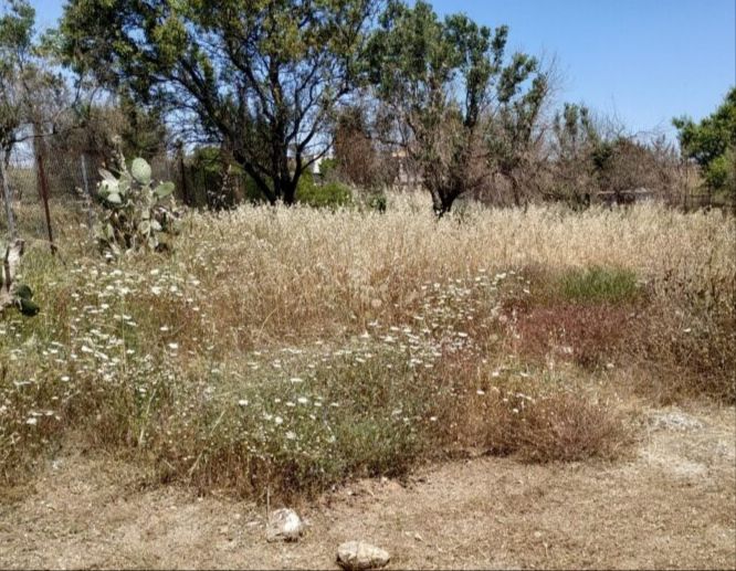 Δήμοι: Yποχρεωτικός ο καθαρισμός οικοπέδων - Πρόστιμο και φυλάκιση για αμελείς ιδιοκτήτες