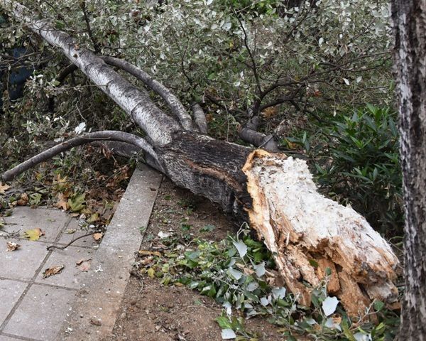 ΣτΕ: Αποζημίωση 164.280 ευρώ στην οικογένεια μικροπωλητή που βρήκε τραγικό θάνατο από πτώση κλαδιού