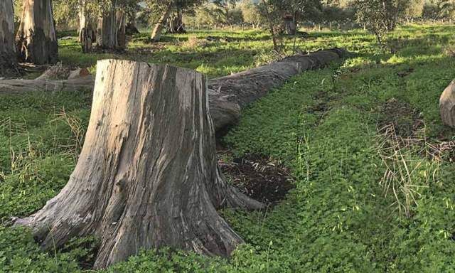 Πολλές φωτοτυπίες βρε παιδιά... (περίπου 6.000.000 σελίδες για τον Δήμο Ηλιούπολης και τις σχολικές επιτροπές)