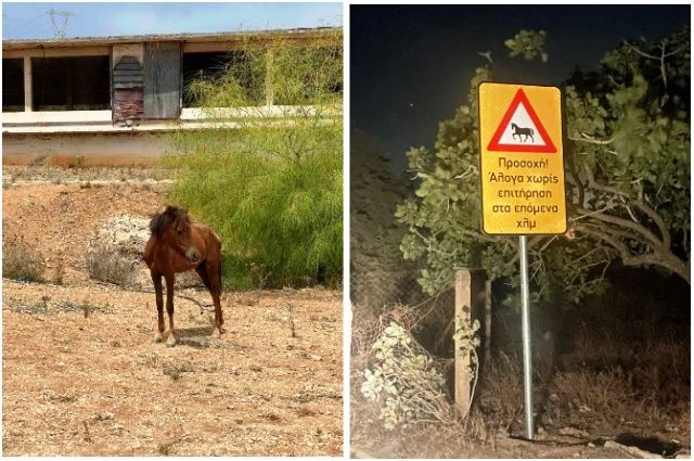 100 άλογα στον Υμηττό εκπέμπουν SOS