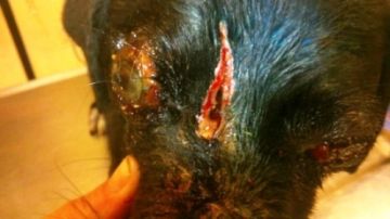 Υπογράψτε για τον Ιωνά