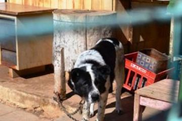 Καταδικάστηκε για την κακοποίηση των ζώων στο μαντρί του