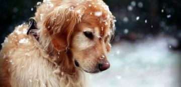Προστάτεψε τον σκύλο σου από το κρύο