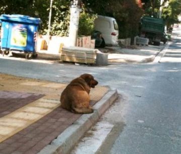 Πενταμελείς επιτροπές για τα αδέσποτα πρέπει να συγκροτήσουν οι δήμοι