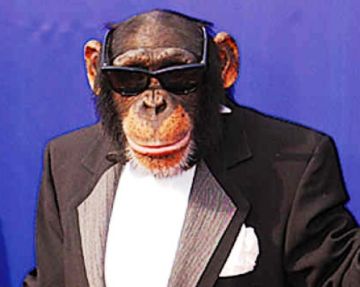 ούτε ένα, ούτε δύο... 16.158  μαϊμού γυαλιά ηλίου...