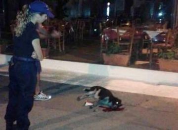 Επιβλήθηκε πρόστιμο 30.000 ευρώ στο δολοφόνο της σκυλίτσας στα Νέα Στύρα