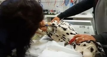 Ο Πλούτο  πάλεψε και βγήκε νικητής. ΚΑΤΑΓΓΕΙΛΕΤΕ ΑΜΕΣΑ ΤΗΝ ΚΑΚΟΠΟΙΗΣΗ ΤΩΝ ΖΩΩΝ!!