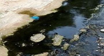 Δίκτυο Πολιτών για τη διάσωση του ρέματος της Πικροδάφνης: Ρύπανση από πετρέλαιο στο ρέμα της Πικροδάφνης.