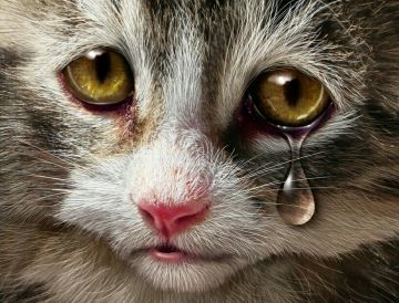 Εντολή από τον Άρειο Πάγο να τηρούνται οι εγκύκλιοι για την προστασία των ζώων