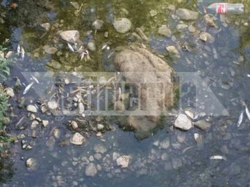 Το ρέμα της Πικροδάφνης στο Παλαιό Φάληρο γέμισε με εκατοντάδες νεκρά ψάρια [εικόνες]