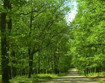 	Χάρτης Πρόβλεψης Κινδύνου Πυρκαγιάς (08.06.2018)