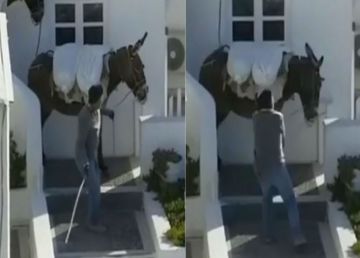 Σοκάρει η κακοποίηση των ιπποειδών στην Ελλάδα (video)