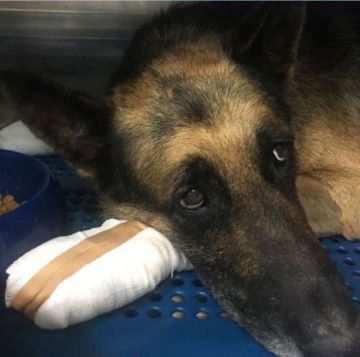 Απίστευτο; Αρνήθηκε το σκύλο του γιατί είχε καμένες πατούσες από την πυρκαγιά.