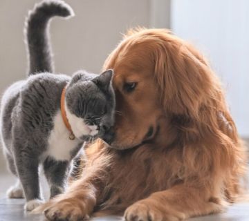 Νομοσχέδιο για τα ζώα συντροφιάς: Αναλυτικά οι 10 αλλαγές