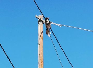 Πολλά μπράβο στην Πυροσβεστική. Γατάκι σώθηκε μετά την περιπέτεια του. (φωτογραφίες)