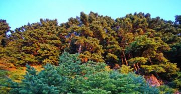 Στενή Δίρφυος: Ημερήσια εκδρομή στην πράσινη καρδιά της Εύβοιας