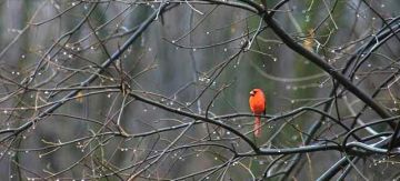 Ο καιρός την Παρασκευή 8 Φεβρουαρίου 2019