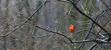 Ο καιρός την Δευτέρα 18 Φεβρουαρίου 2019