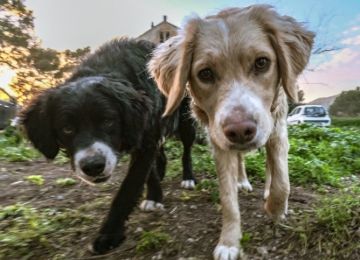 Μεταφέρθηκαν στο ΥΠΕΣ Υπάλληλοι και αρμοδιότητες για τα ζώα συντροφιάς