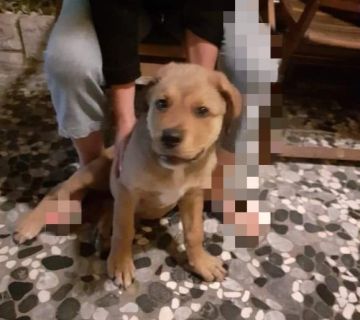 Βρέθηκε σκύλος. Τον αναζητεί κάποιος;