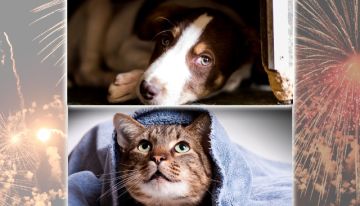 Βεγγαλικά και κροτίδες, ο εφιάλτης των ζώων. Φροντίστε να το περάσουν ανώδυνα.