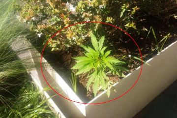 Φύτρωσε... κάνναβη στις ζαρντινιέρες του Μεγάλου Περιπάτου! ''video''