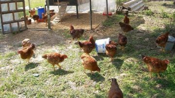 Κορωπί: Πώς εξαφανίστηκε ο θησαυρός από το ''χρυσό κοτέτσι''