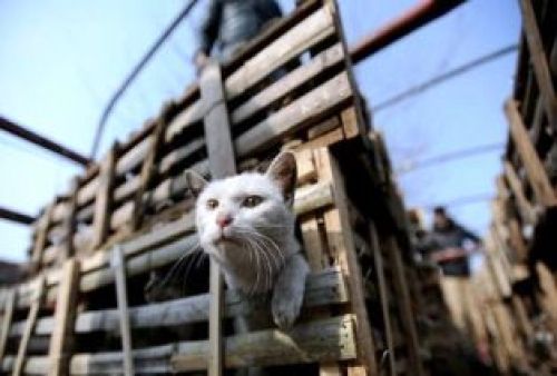 Κίνα: Μπλόκο σε 2.800 γάτες με προορισμό τα εστιατόρια